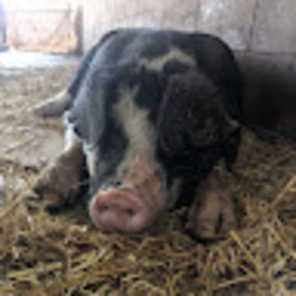 Meet your Posher, Rylee - Picture 1 of 1